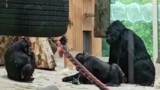 GORILLA family - Zoo Antwerpen (B) - zoovenirs (57)