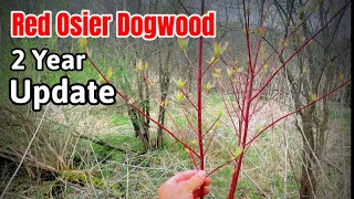 Planting Red Osier Dogwood - 2nd Year Update