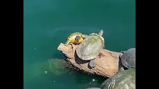 Turtle 'Long live the King' meme (Lion King turtles) - turtle falling into water meme