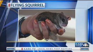 Watchable Wildlife: Flying Squirrel