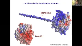 Autoimmunity to extracellular DNA by Dr. Boris Reizis