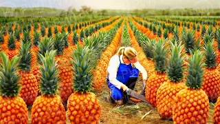 We produce 100,000 tons of pineapple fruits on this farm! Agricultural miracle!