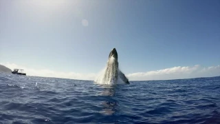 Humpback Whale Breach in Hawaii - Shot from inside the ocean