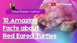 10 Facts about Turtles - Red Eared Turtles | Alan Walker Nature Life [NCS]