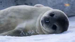 Каспийского тюленя внесли в Красную книгу Казахстана