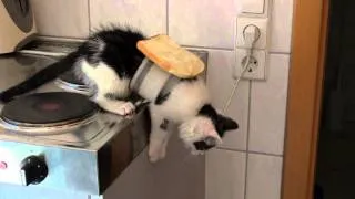 AMAZING!!! Buttered cat paradox MUST SEE!!!