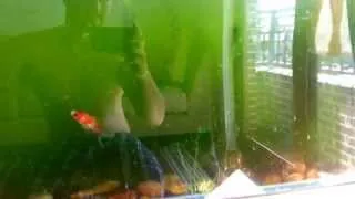 Aquarium UV Filter in action!