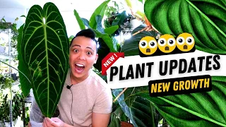 PLANT UPDATES💚 New Growth - Leaves & Flowers🌸| Anthurium, Philodendron, Hoya, Monstera, Phalaenopsis