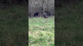 Muntjac video