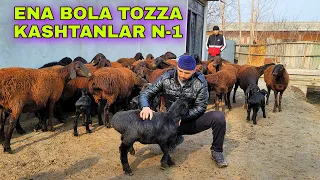 TOZZA XISORI ENA BOLA BO'G'OZ QO'ZI QO'CHQORLAR KELDI ARZON NARXDA