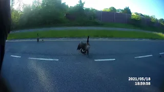 Car plows through a flock of geese