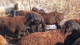 (394) не очень рекомендуемые условие содержание овец.