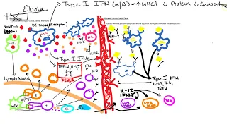 Cytokine Storm