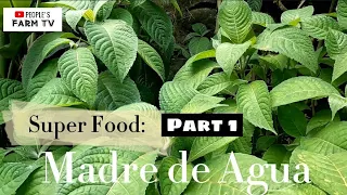 VLOG #24 Super Food Part 1: All about Madre de Agua