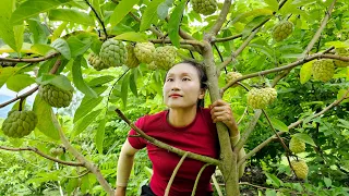 Harvesting Custard Apple Goes to the market sell - Gardening | Ly Thi Tam