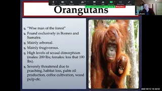 Primate Classification Audio & Visual Lecture (Part II)