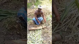 Super Napier grass stem cutting for Dairy farms in Tamil Nadu