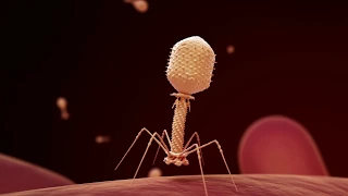 Fighting Infection with Phages