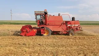 Massey Ferguson 440 - уборка ячмення ( 19.07.2021)