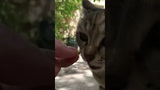 POV: Cute Kitty Eating Chicken In My Hand 😻🔊🤌💤🍗 Satisfying NomNom ASMR #Shorts