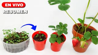 🍓 Cómo cultivar FRUTILLAS - FRESAS  desde Semillas hasta la Cosecha