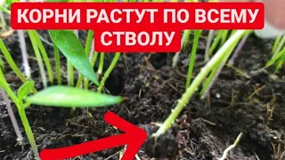 Заглублять рассаду перца или нет. Увеличиваю корни сразу