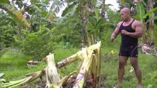 3 BANANA TREES KNOCKOUT