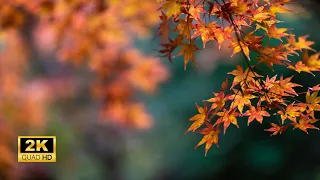 3 Hours of Enchanting Autumn Nature Scenes - Relaxing Piano Music for Stress Relief