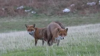 Fox Love - Foxes mating