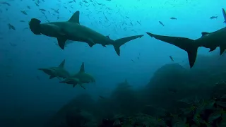 Cocos Island Video Trip Report | Sea Hunter Nov 19-29, 2020