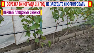 🍇 Обрезка КУСТА ВИНОГРАДА 2-3 год. Не забудьте сформировать ПЕРВЫЕ ПЛОДОВЫЕ ЗВЕНЬЯ и НОВЫЕ РУКАВА.