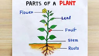 How to draw parts of plant idea | Parts of the Plant Drawing easy | Parts of plant labelled diagram