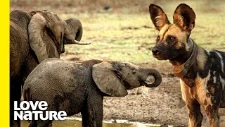 Wild Dog Pack Vs Protective Mother Elephant | Love Nature