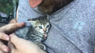 Cute Hissing Kitten