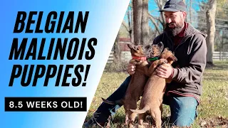 BELGIAN MALINOIS PUPPIES - 8.5 Weeks Old // Andy Krueger