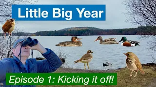 Little Big Year, Episode 1 - How many birds can I find on my home patch in Eastern Massachusetts?