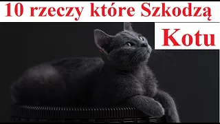 10 rzeczy które Szkodzą Kotu