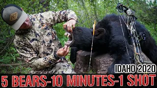 5 BEARS - 10 MINUTES - 1 SHOT - IDAHO ARCHERY BLACK BEAR HUNT