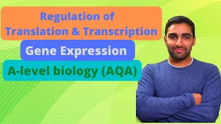 Regulation of transcription & Translation - A-level Biology