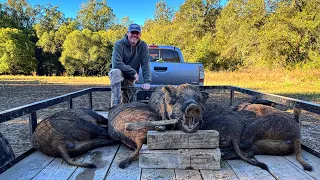 Double drop catch on some big wild hogs