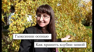 Как правильно подготовить глоксинию к периоду покоя. Хранение клубней зимой.