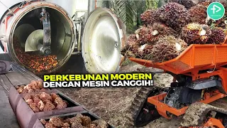 Proses Budidaya Kelapa Sawit Terbesar di Asia Tenggara dengan Mesin Super Canggih!