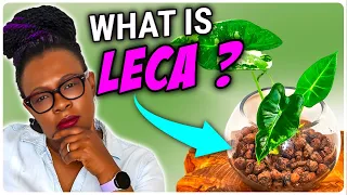 LECA Clay Balls Explained |  Basics For BEGINNERS