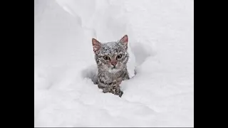 Cats Playing In Snow - Funny Cats In Snow Compilation