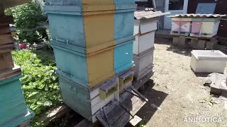 Двухматочное содержание пчёл  4 е расширение и кол во мёда