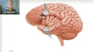 Anatomy of CNS Module in Arabic 2024 (Sulci and gyri of lateral surface of cerebral hemispheres).