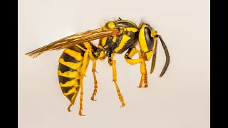 Focus stacking in macro photography - preparing insects