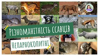 Різноманітність ссавців. Непарнокопитні