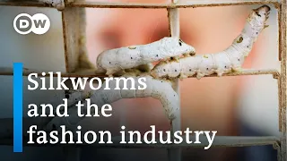 Sustainable silk fashion | DW Documentary