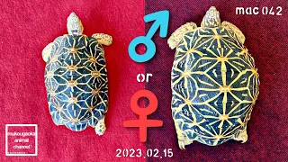 ［Indian Star Tortoise］Tips for distinguishing between male and female.